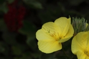 IMG_9360r