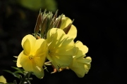 IMG_9374r