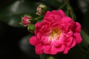 IMG_9399r