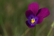 IMG_9420r