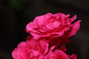 IMG_9446r