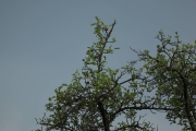 IMG_9460r