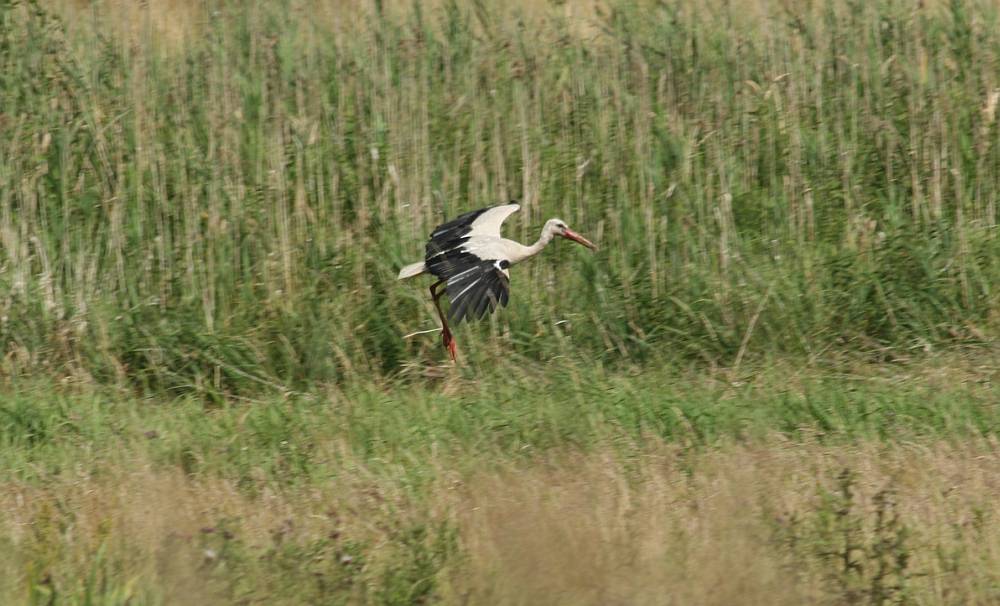 IMG_5601