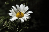 IMG_1677r