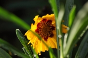 IMG_3644r