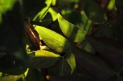 IMG_3665r