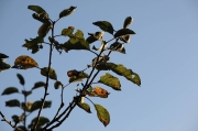 IMG_3682r
