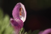 IMG_3720r