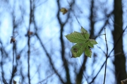 IMG_5385r