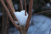 IMG_5637r