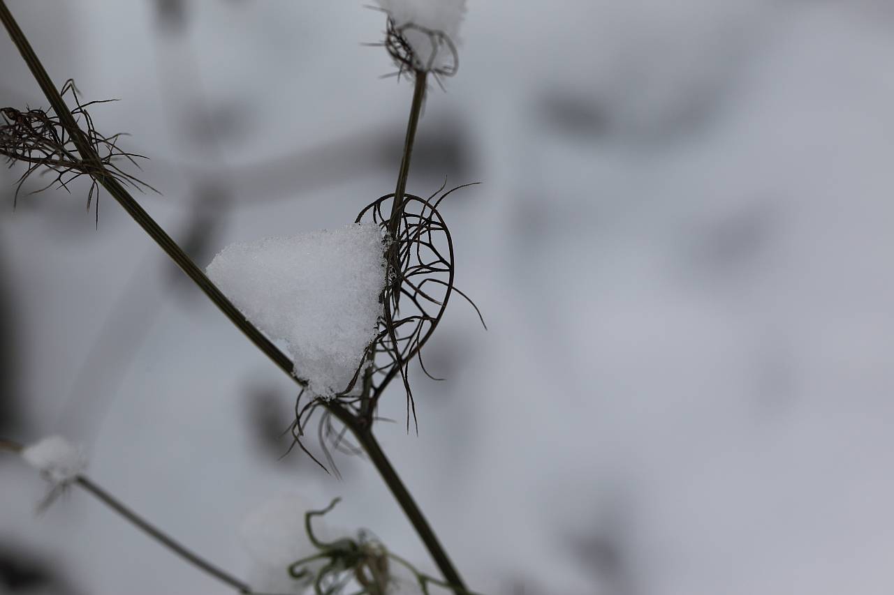 IMG_6399r