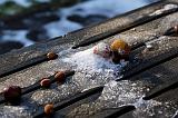 IMG_5815_DxO_raw