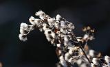 IMG_5829r
