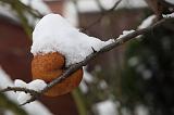IMG_6227r