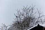 IMG_6237_DxO_raw