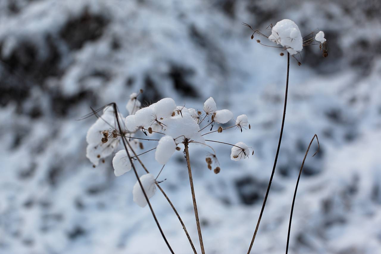 IMG_6879_DxO_raw