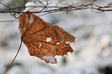 IMG_6801r