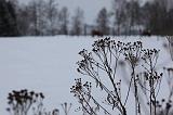 IMG_7266r