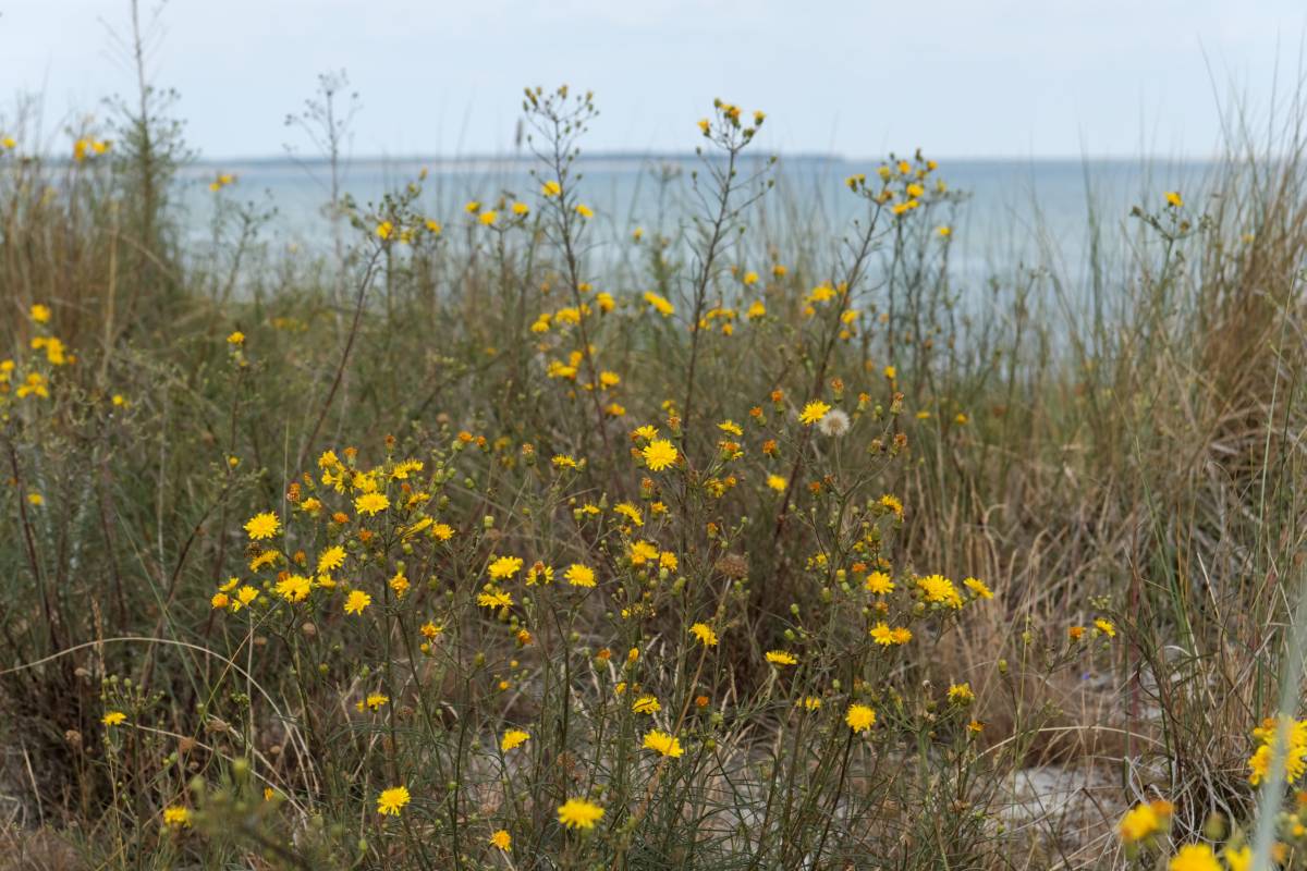 IMG_0442_DxO