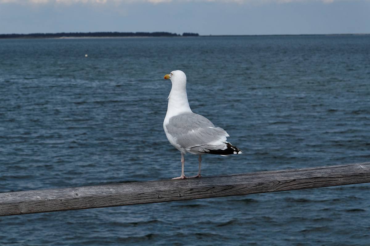 IMG_0519_DxO