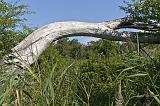 IMG_0152p