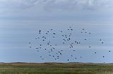 IMG_0178p