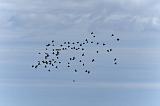 IMG_0179p