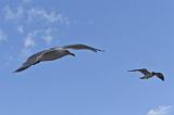 IMG_0414p