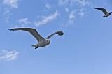 IMG_0415p
