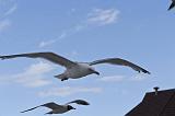 IMG_0416p