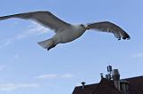 IMG_0420p