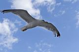 IMG_0421p
