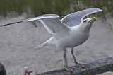 IMG_0426p