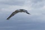 IMG_0434p