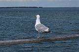 IMG_0519_DxO