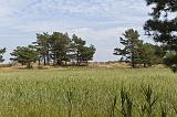 IMG_0603p