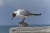 IMG_0700p