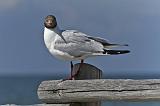IMG_0703p