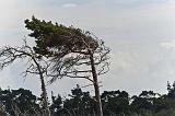IMG_0726p