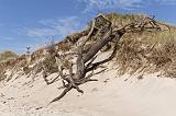 IMG_0782p
