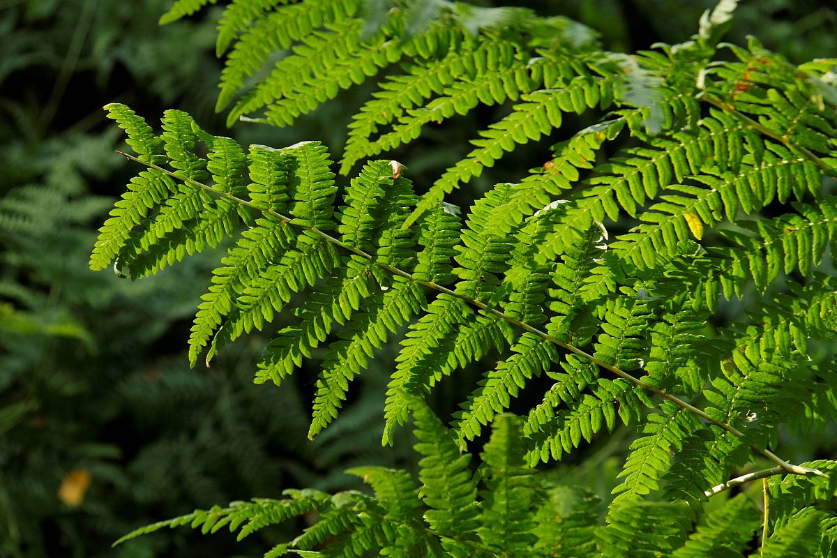 IMG_2605_DxO