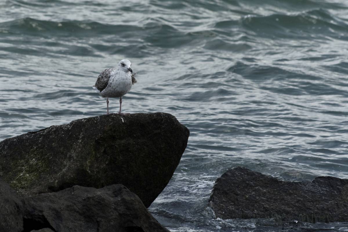 IMG_2806_DxO