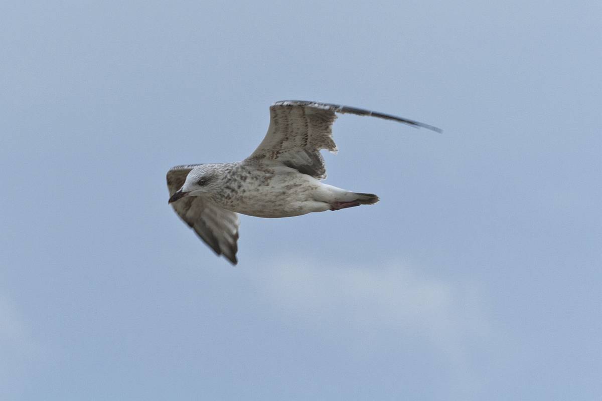 IMG_3154p