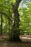 IMG_2384p