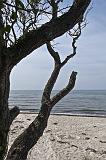 IMG_2447p