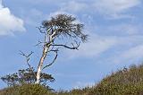 IMG_2459p